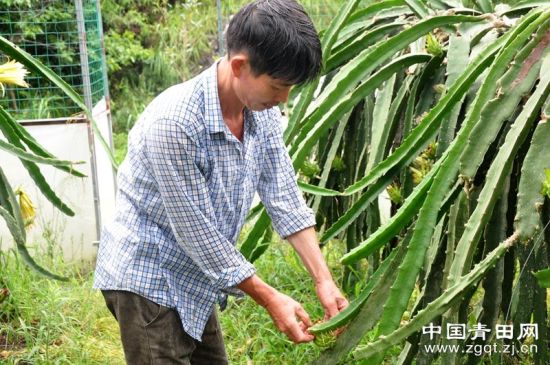 热带火龙果移民青田深山 10亩地种出8个品种